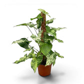 Syngonium Mottled am Moosstab mit grünen und limettengrünen Blättern vor weißem Hintergrund