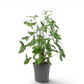 Syngonium Mottled am Moosstab mit grünen und limettengrünen Blättern vor weißem Hintergrund