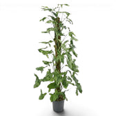Syngonium Mottled am Moosstab mit grünen und limettengrünen Blättern vor weißem Hintergrund