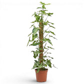 Syngonium Mottled am Moosstab mit grünen und limettengrünen Blättern vor weißem Hintergrund