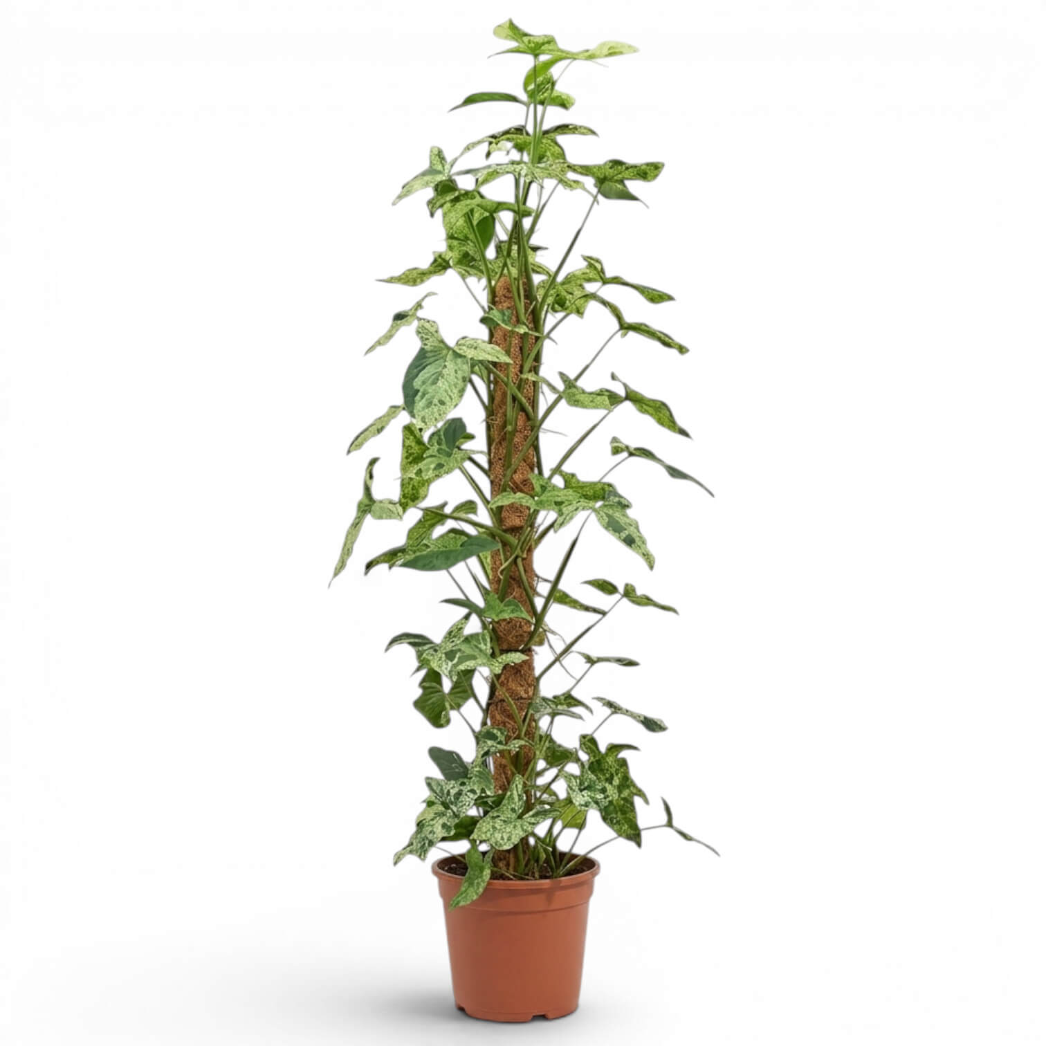 Syngonium Mottled am Moosstab mit grünen und limettengrünen Blättern vor weißem Hintergrund