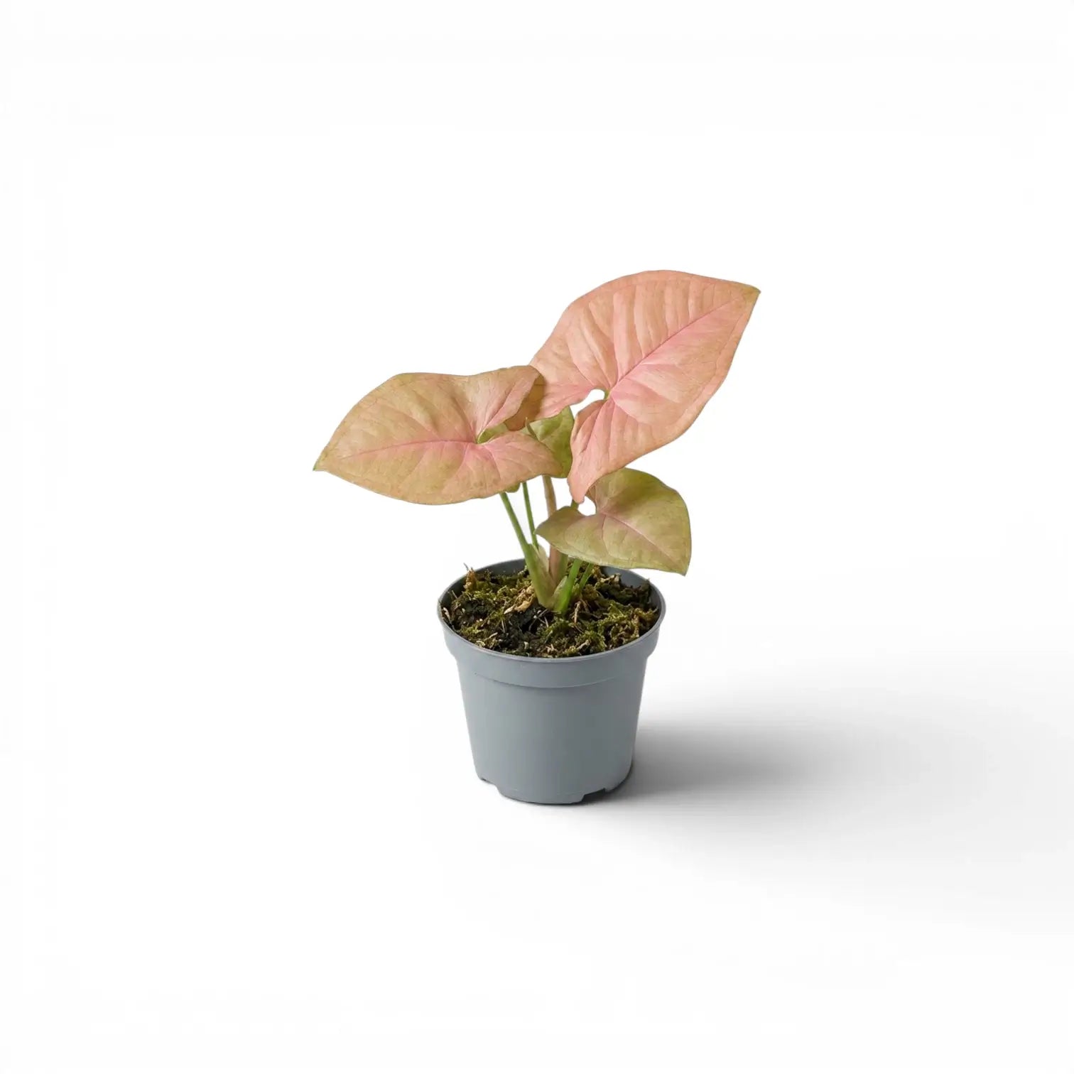 Jungpflanze von Syngonium Neon mit grün-rosa Blättern im Kulturtopf vor weißem Hintergrund