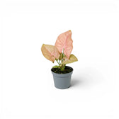 Kleine Jungpflanze von Syngonium Neon mit grün-rosa Blättern im Kulturtopf vor weißem Hintergrund