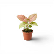 Jungpflanze von Syngonium Neon mit grün-rosa Blättern im Kulturtopf vor weißem Hintergrund