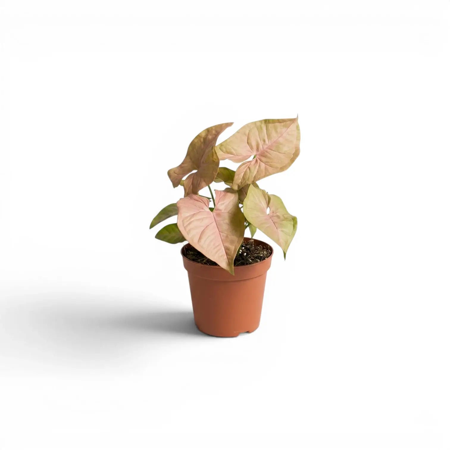 Kleine Jungpflanze von Syngonium Neon mit grün-rosa Blättern im Kulturtopf vor weißem Hintergrund