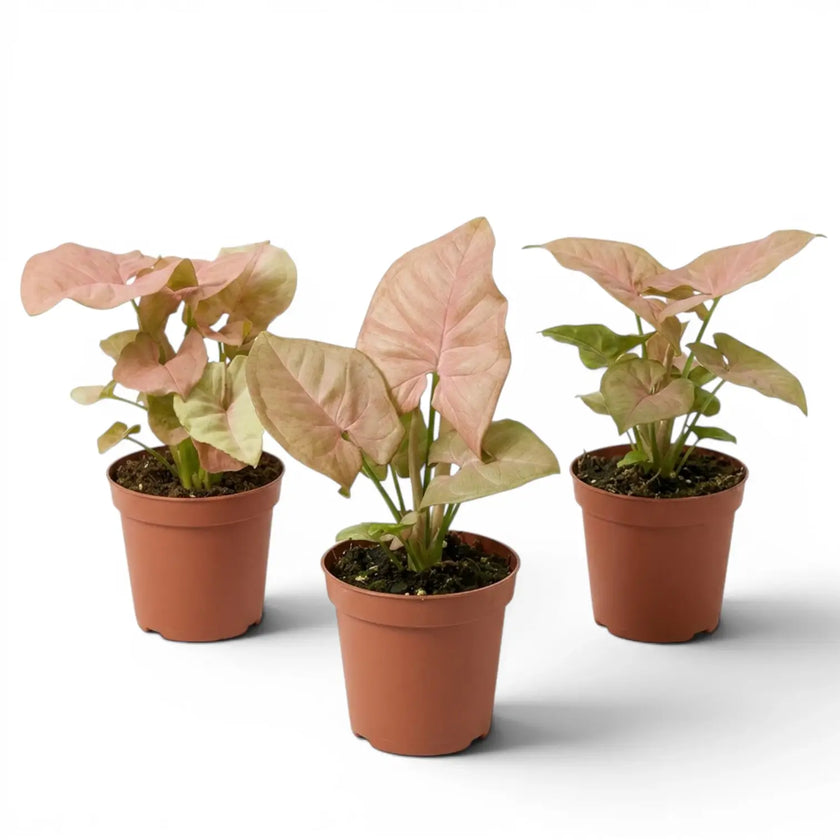 Three potted Syngonium Neon baby plants with pink and green leaves on a white background