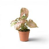 Syngonium Neon mit rosa-grünen Blättern im Topf vor weißem Hintergrund