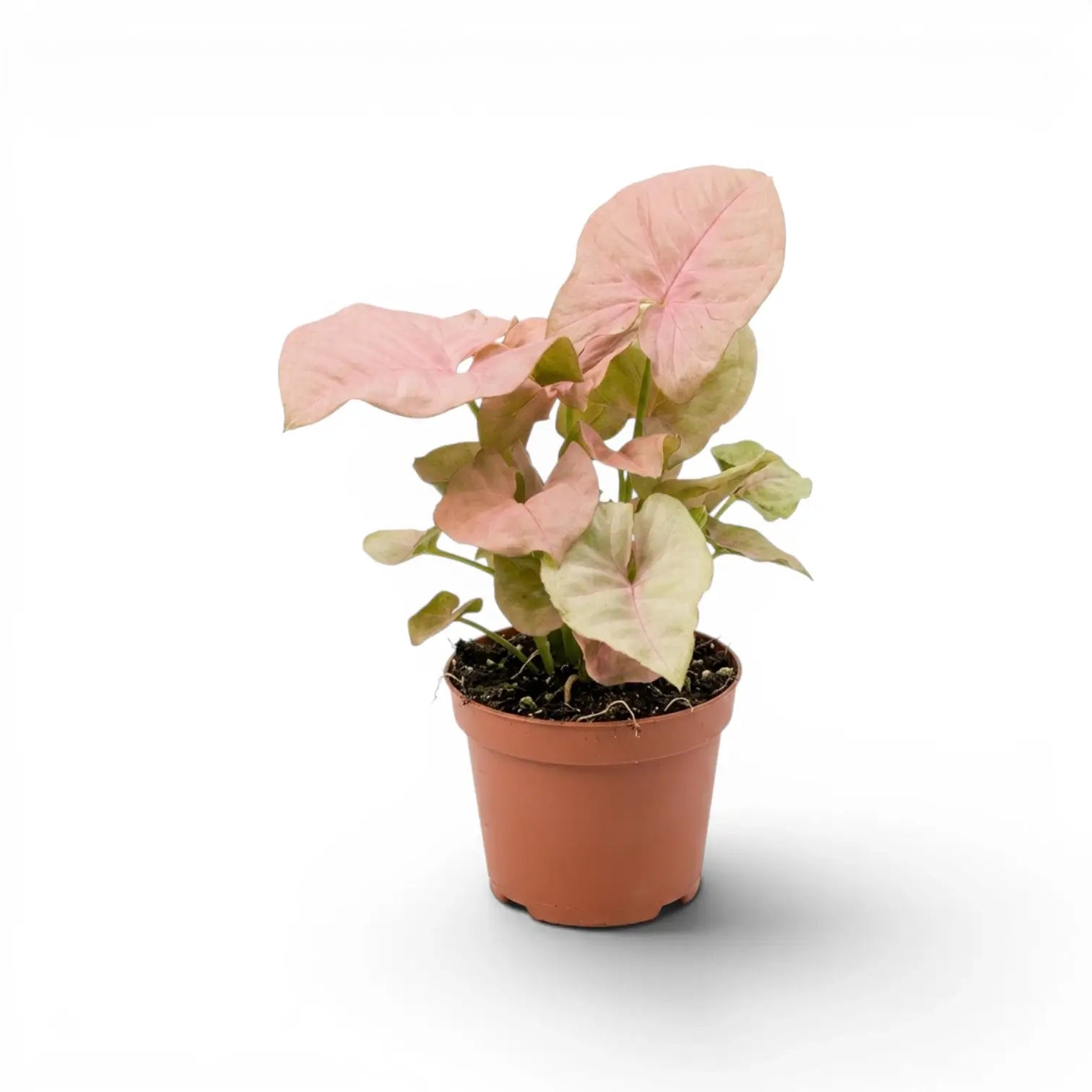 Syngonium Neon mit rosa-grünen Blättern im Topf vor weißem Hintergrund