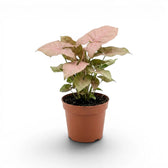 Syngonium Neon mit rosa-grünen Blättern im Topf vor weißem Hintergrund