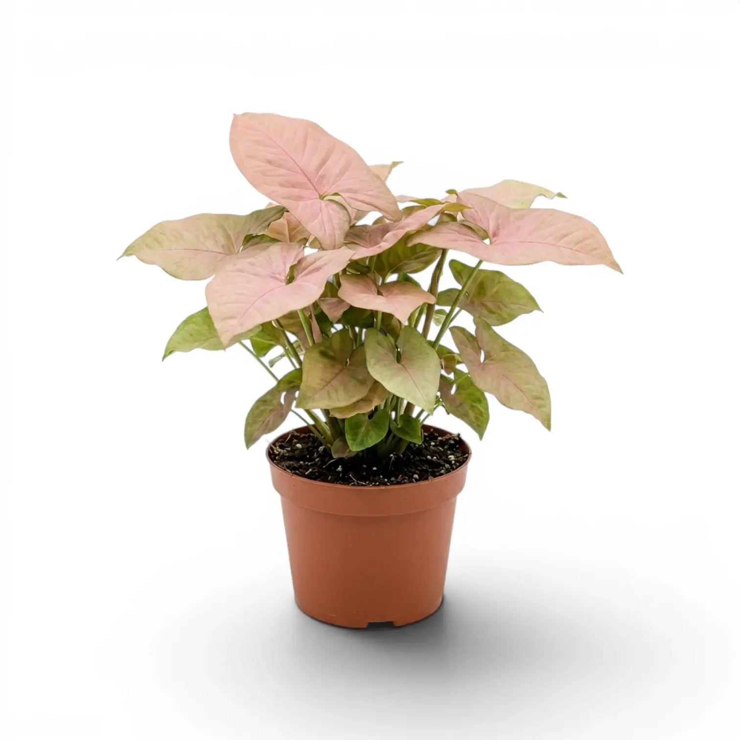 moon cycle planting Lunar Planting Guide 