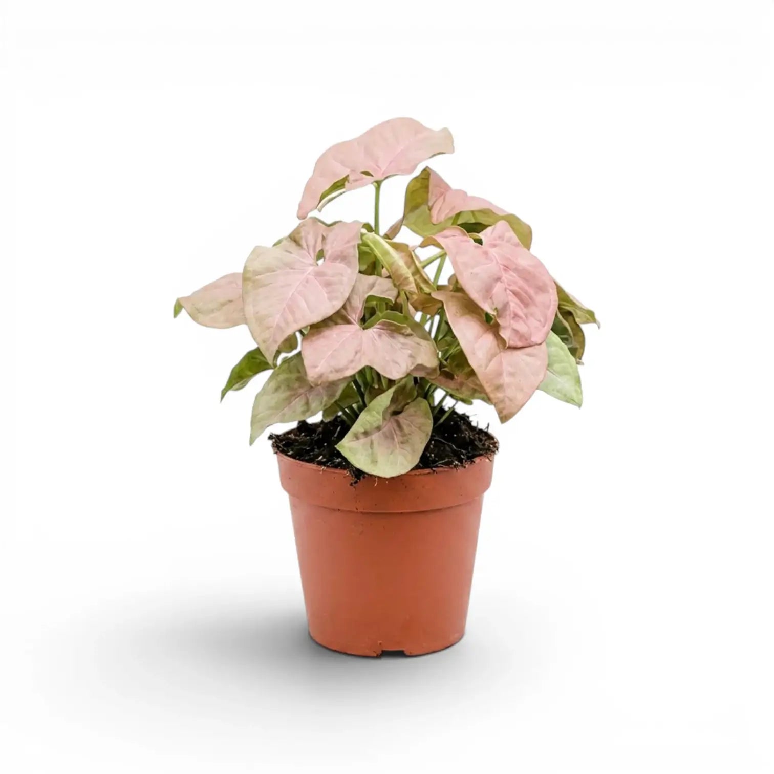 philodendron syngonium Syngonium podophyllum 'Neon' – Foliage Factory