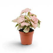 Potted Syngonium Neon plant with pink and green leaves on a white background