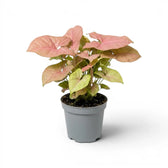 Syngonium Neon mit rosa-grünen Blättern im Topf vor weißem Hintergrund