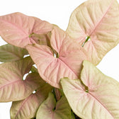 Nahaufnahme der rosa-grünen Blätter von Syngonium Neon vor weißem Hintergrund