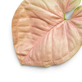 Nahaufnahme eines rosa-grünen Blattes von Syngonium Neon vor weißem Hintergrund