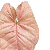 Nahaufnahme eines rosafarbenen Blattes von Syngonium Neon vor weißem Hintergrund