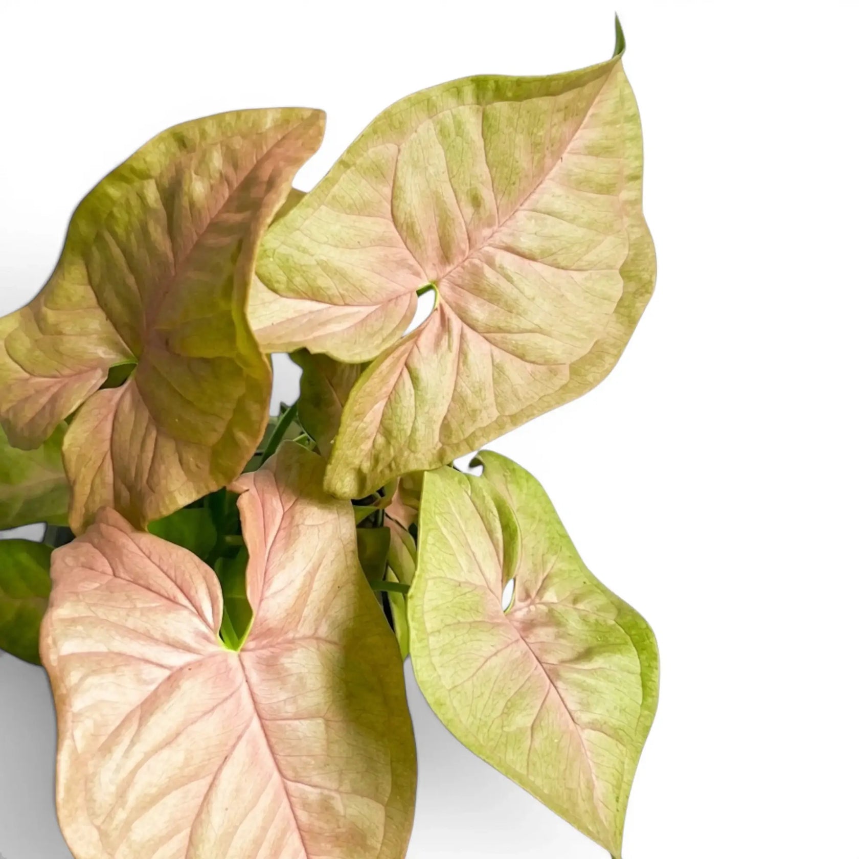 Syngonium podophyllum 'Neon' – Foliage Factory