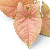 Nahaufnahme der rosa-grünen Blätter von Syngonium Neon vor weißem Hintergrund