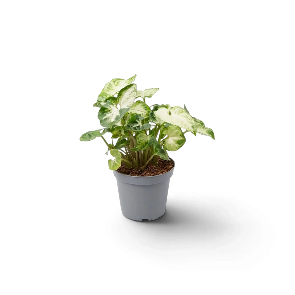 Syngonium 'Pixie' im Topf mit breiten cremefarbenen Blattmitten und dunkelgrünen Blatträndern.