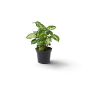 Kompaktes Syngonium 'Pixie' im Kulturtopf mit grünen, pfeilförmigen Blättern und cremefarbenen Blattmitten.