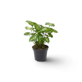 Syngonium 'Pixie' als Jungpflanze mit cremefarben gezeichneten grünen Blättern an schlanken, aufrechten Blattstielen.