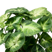 Nahaufnahme der Blätter von Syngonium 'Pixie' mit dunkelgrünen Rändern, hellgrünen Blattmitten und feinen Blattadern.