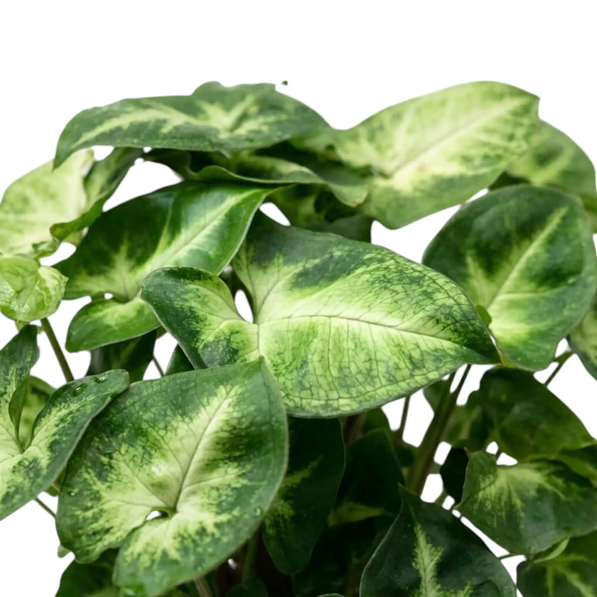 Close-up of Syngonium 'Pixie' leaves with dark green borders, pale green centres and fine veins.