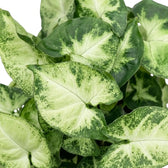 Nahaufnahme der Blätter von Syngonium 'Pixie' mit cremefarbenen Blattmitten und dunkelgrün gesprenkelten Rändern.