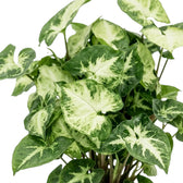Nahaufnahme des Laubs von Syngonium 'Pixie' mit unregelmäßig geformten cremefarbenen Blattmitten, die dunkelgrün umrandet sind.