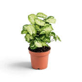 Syngonium 'Pixie' im Kulturtopf mit pfeilförmigen Blättern in hellem Creme, grünen Rändern und grünen Sprenkeln.