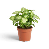 Buschiges Syngonium 'Pixie' im Kulturtopf mit dichtem Laub, cremefarbenen Blattmitten und grün marmorierten Blatträndern.