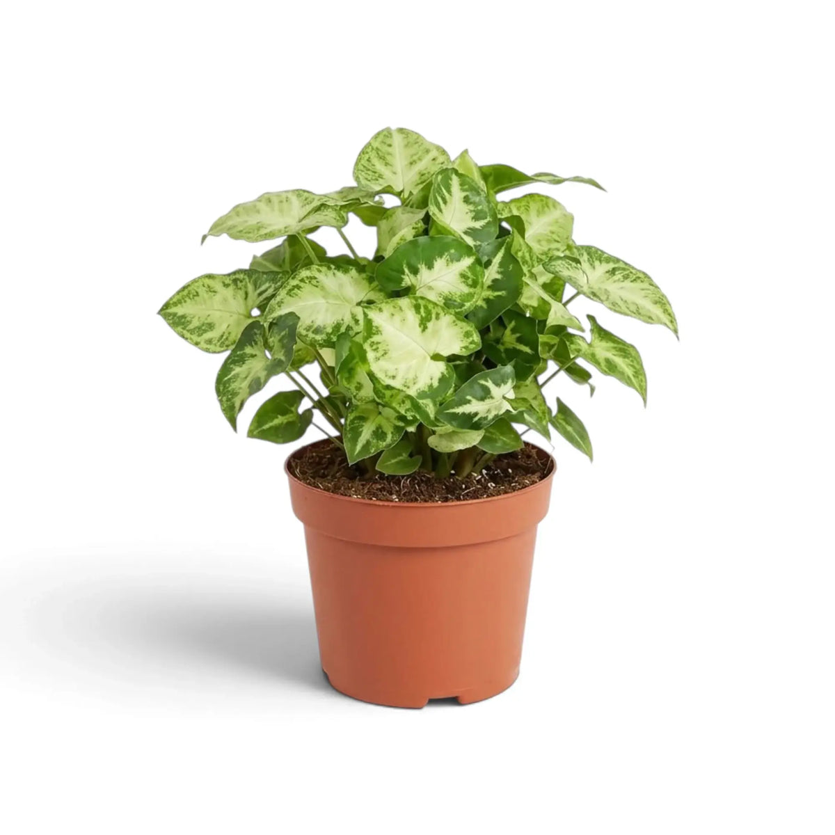 Buschiges Syngonium 'Pixie' im Kulturtopf mit dichtem Laub, cremefarbenen Blattmitten und grün marmorierten Blatträndern.
