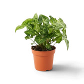 Syngonium 'Pixie' im Kulturtopf mit grünen, pfeilförmigen Blättern und unregelmäßig geformten cremefarbenen Blattmitten.