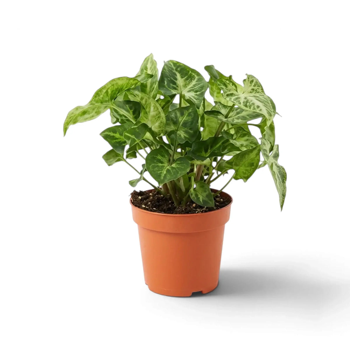 Syngonium 'Pixie' im Kulturtopf mit grünen, pfeilförmigen Blättern und unregelmäßig geformten cremefarbenen Blattmitten.