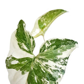 Syngonium podophyllum 'Albo Variegata' leaf detail on white background.