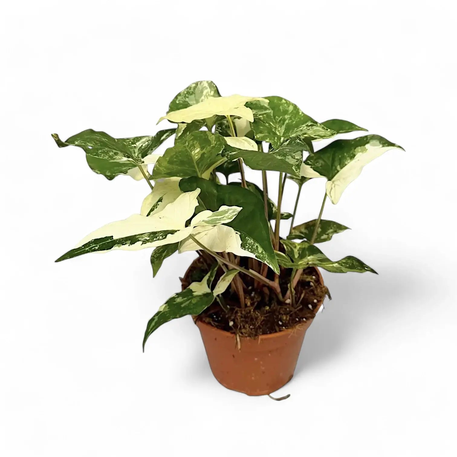 Syngonium podophyllum 'Albo Variegata' potted plant in nursery pot on white background.