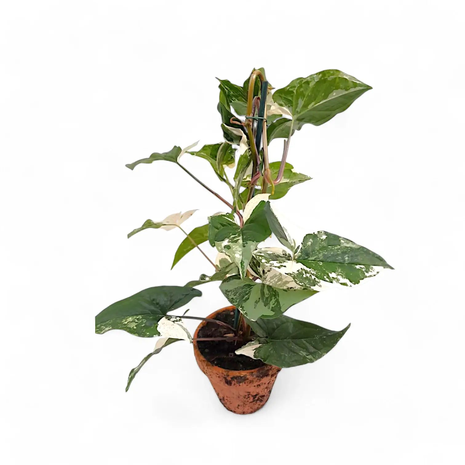 Syngonium podophyllum 'Albo Variegata' potted plant in nursery pot on white background.