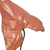 Syngonium podophyllum 'Aom nak' ('Neon tetra', 'Orm nak') leaf detail on white background.