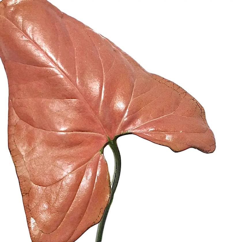 Syngonium podophyllum 'Aom nak' ('Neon tetra', 'Orm nak') leaf detail on white background.