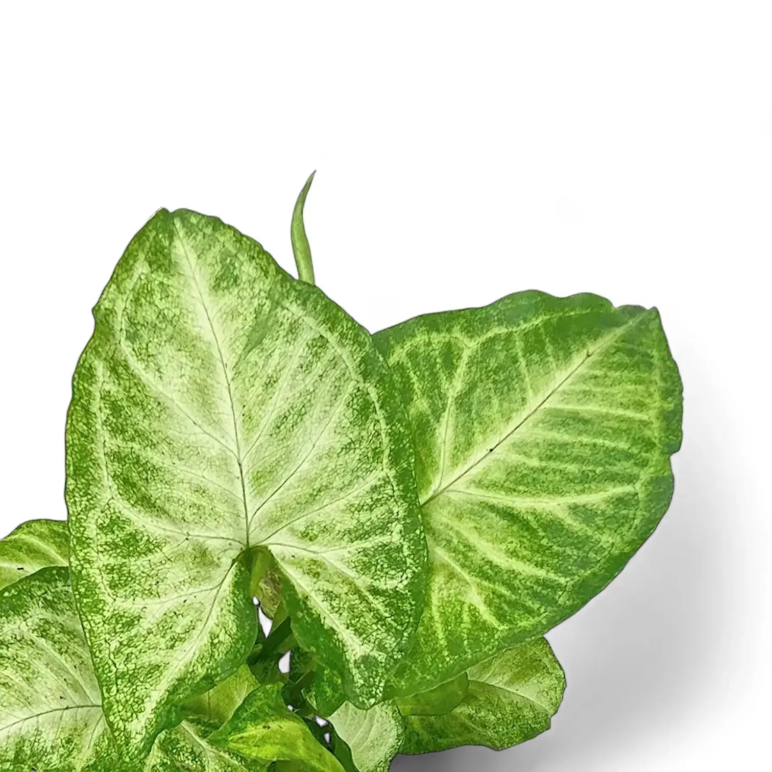 Syngonium podophyllum 'Arrow' – Blattdetail vor weißem Hintergrund..