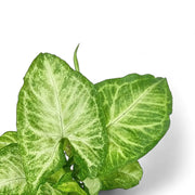 Syngonium podophyllum 'Arrow' leaf close-up on white background.