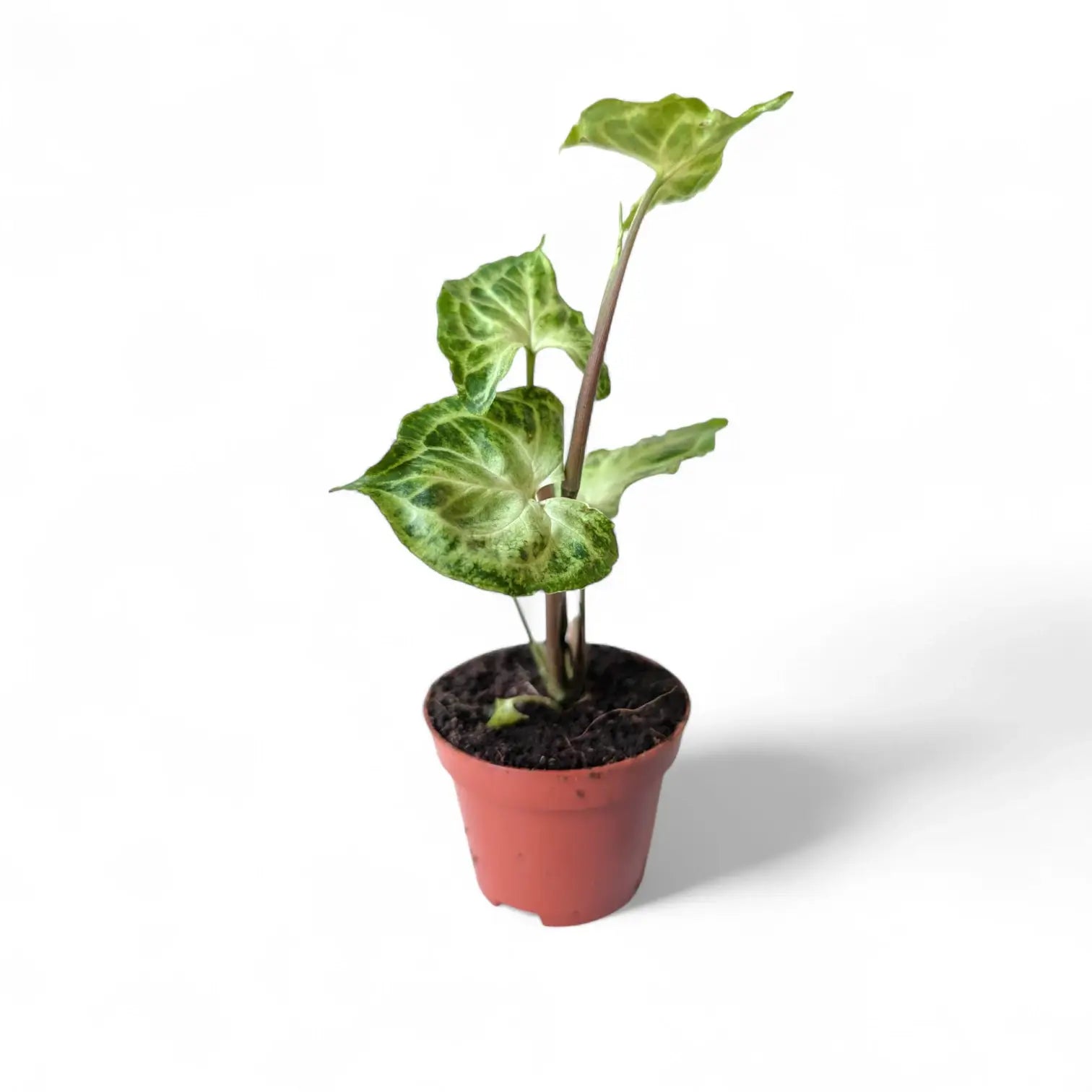 Syngonium podophyllum 'Batik' ('Golden venation') – Zimmerpflanze im Kulturtopf auf weißem Hintergrund, Produktfoto 10.