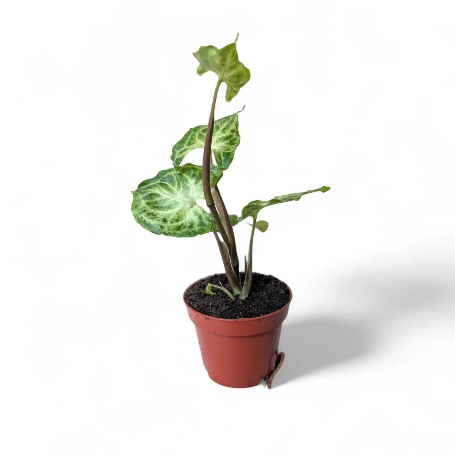 Syngonium podophyllum 'Batik' ('Golden venation') – Zimmerpflanze im Kulturtopf auf weißem Hintergrund, Produktfoto 11.