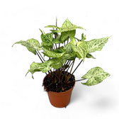 Syngonium podophyllum 'Batik' ('Golden venation') potted plant in nursery pot on white background.