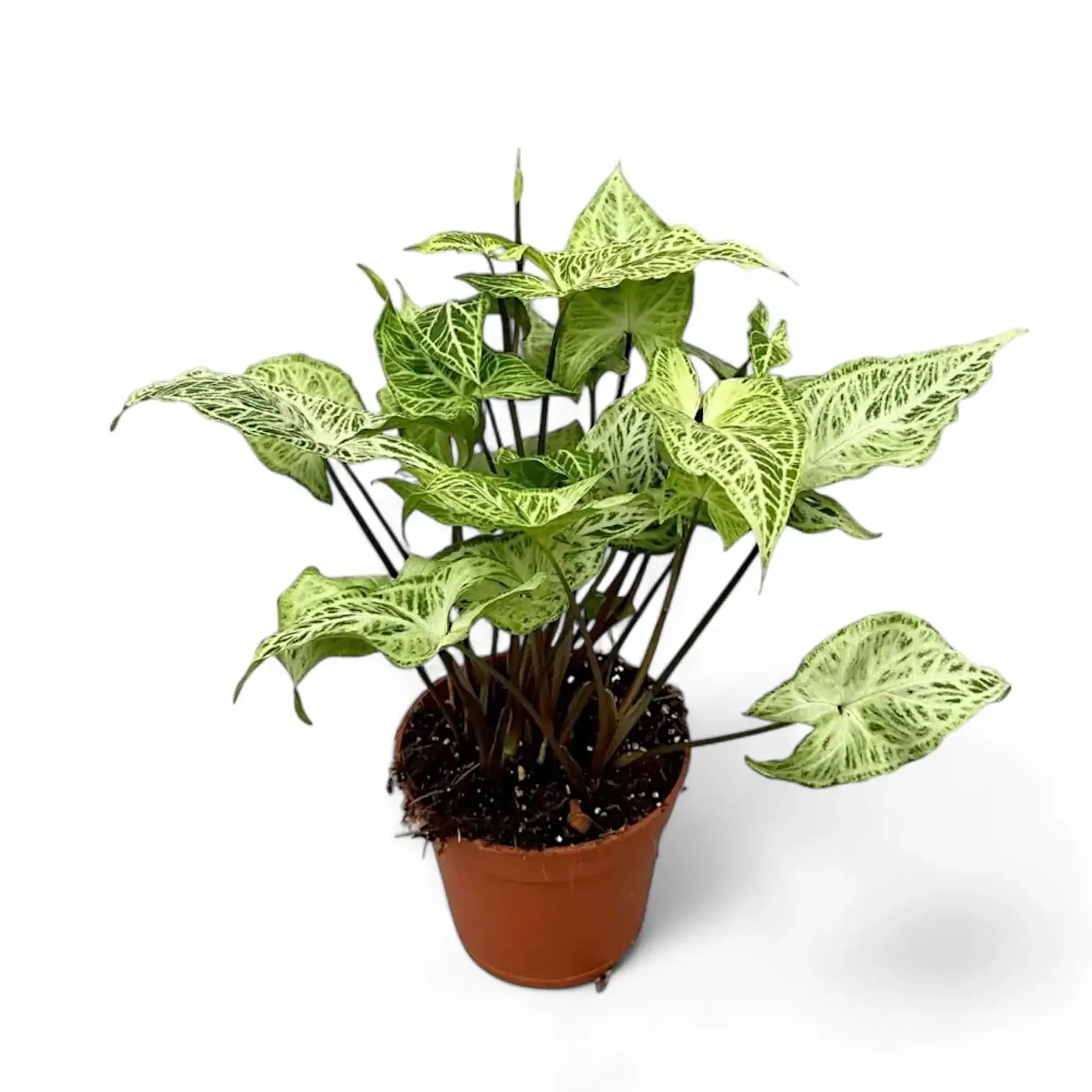 Syngonium podophyllum 'Batik' ('Golden venation') potted plant in nursery pot on white background.