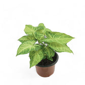 Syngonium podophyllum 'Batik' ('Golden venation') potted plant in nursery pot on white background.
