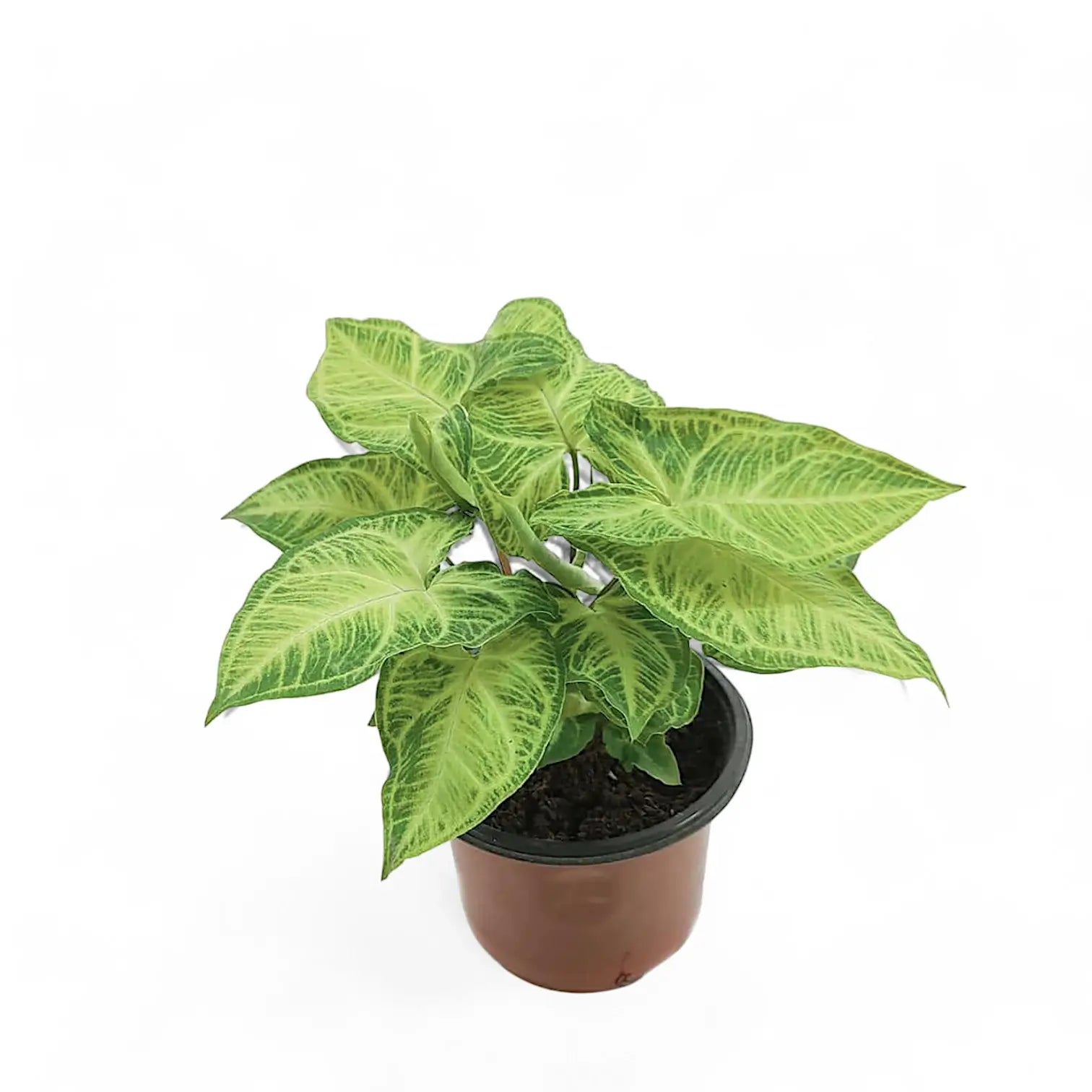 Syngonium podophyllum 'Batik' ('Golden venation') potted plant in nursery pot on white background.