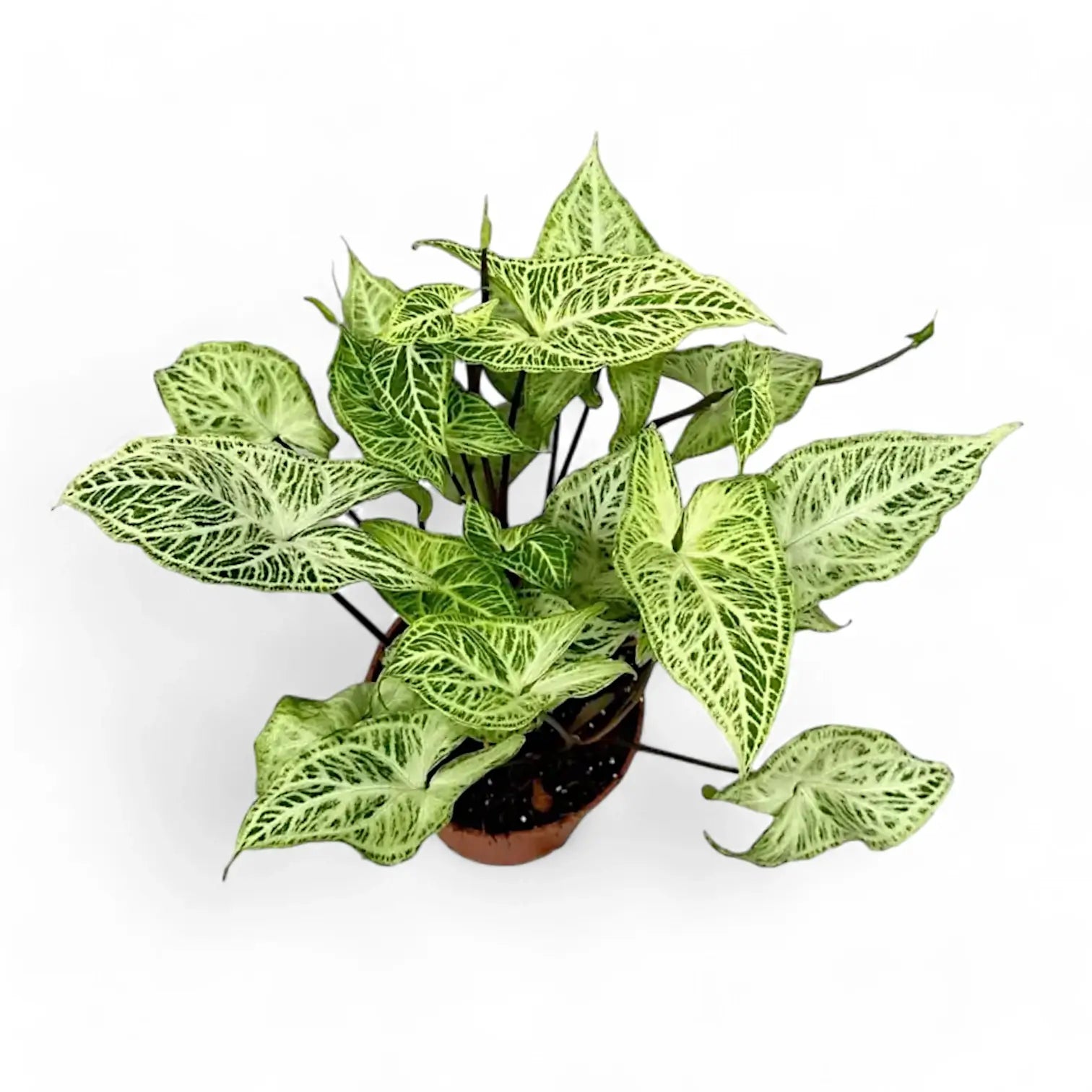 Syngonium podophyllum 'Batik' ('Golden venation') – Zimmerpflanze im Kulturtopf auf weißem Hintergrund, Produktfoto 7.