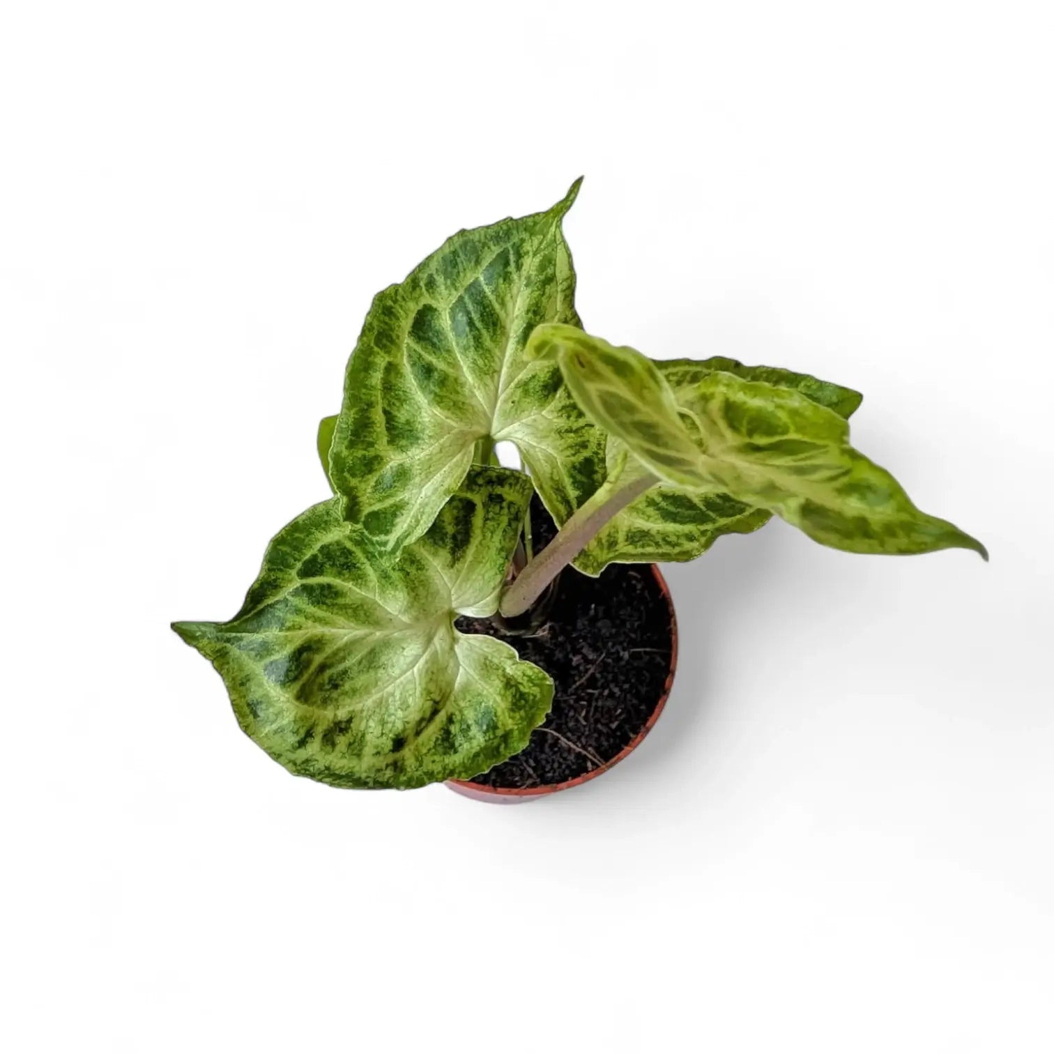 Syngonium podophyllum 'Batik' ('Golden venation') potted plant in nursery pot on white background.