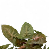 Syngonium podophyllum 'Brocante' – Blattdetail vor weißem Hintergrund..